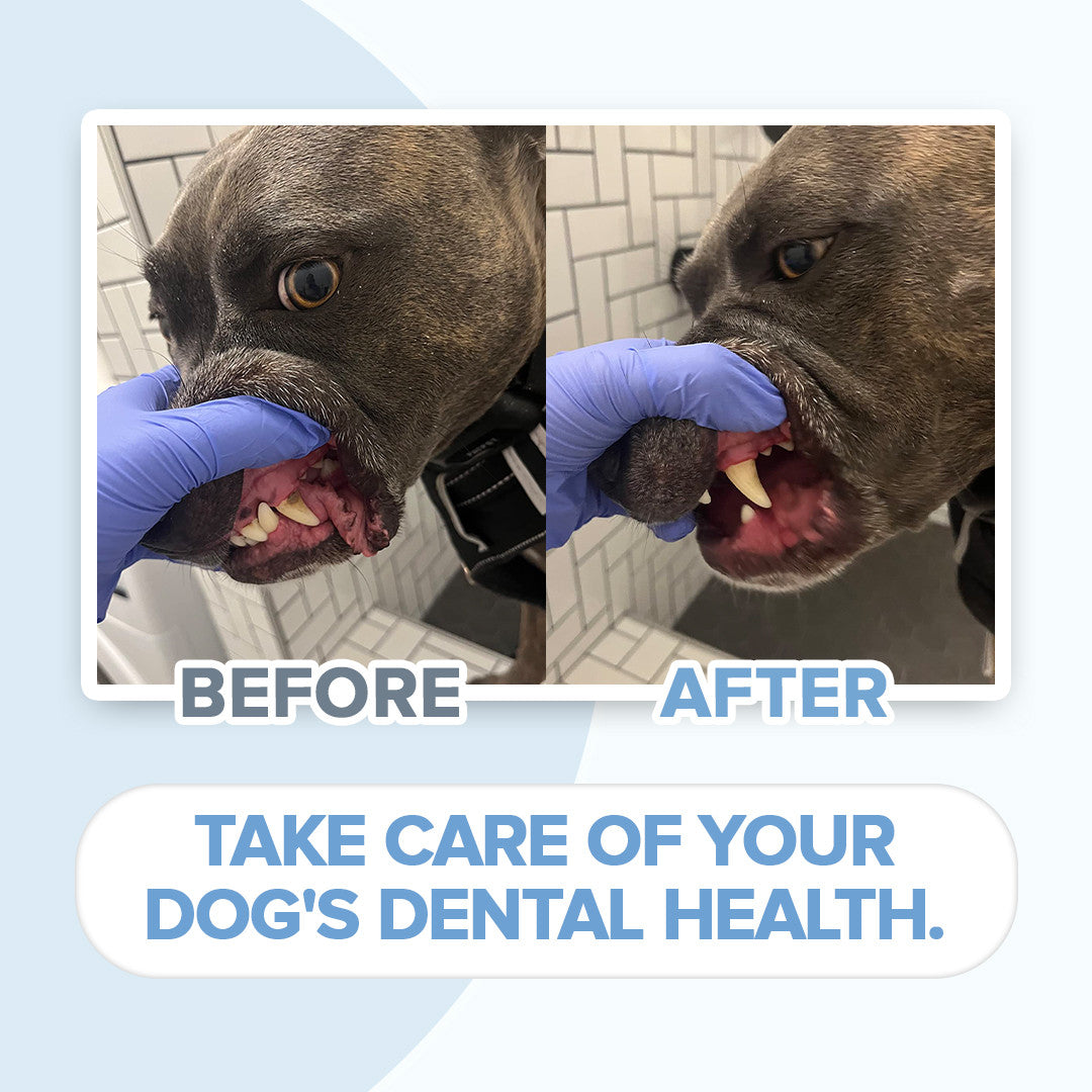Brosse à dents pour chiens