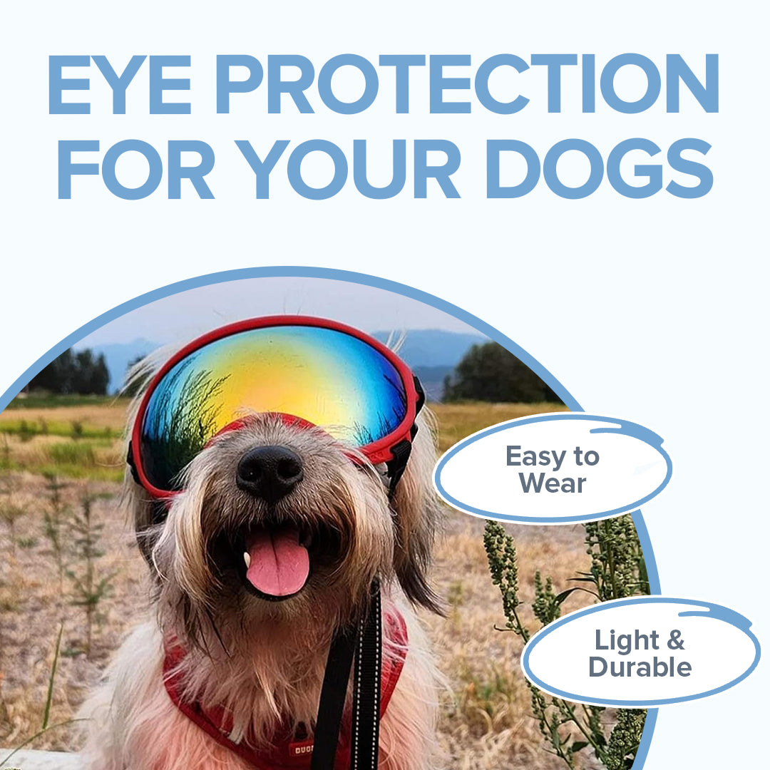 Lunettes de protection pour chiens