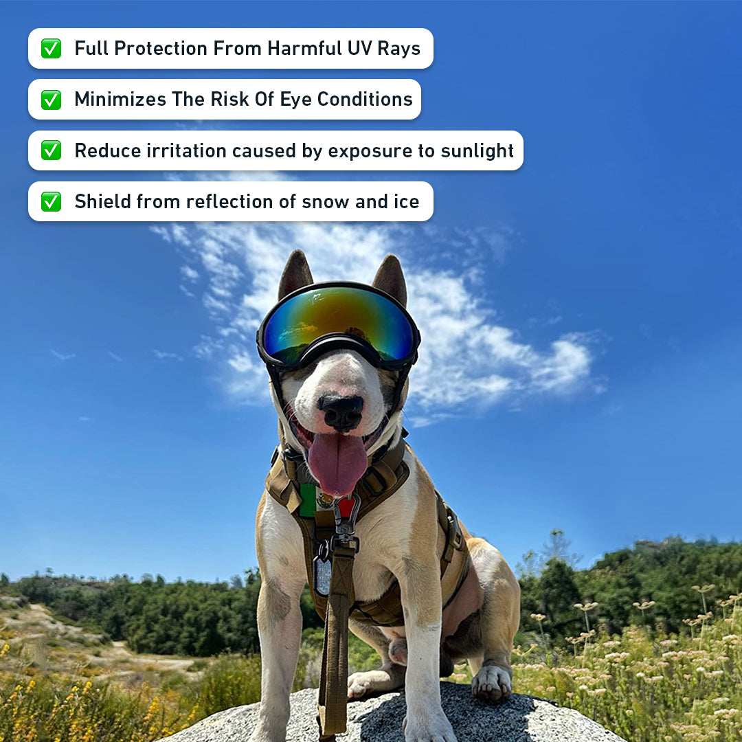 Lunettes de protection pour chiens