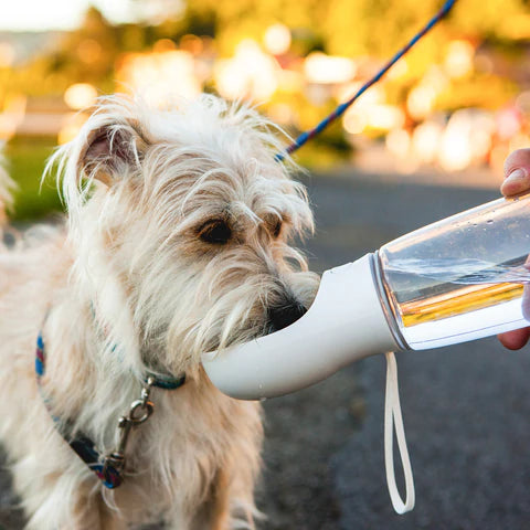 Bouteille d'eau portable pour chien
